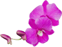 Decorative element